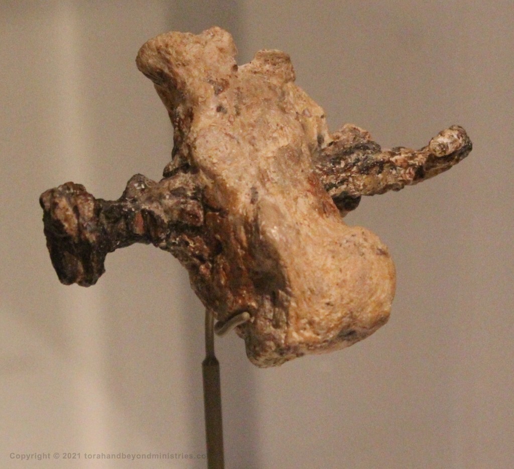 crucifixion Heel bone with nail
