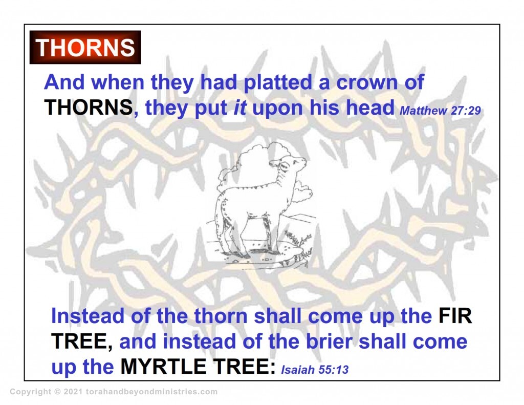 The curse of the thorns was driven into the Messiah's head