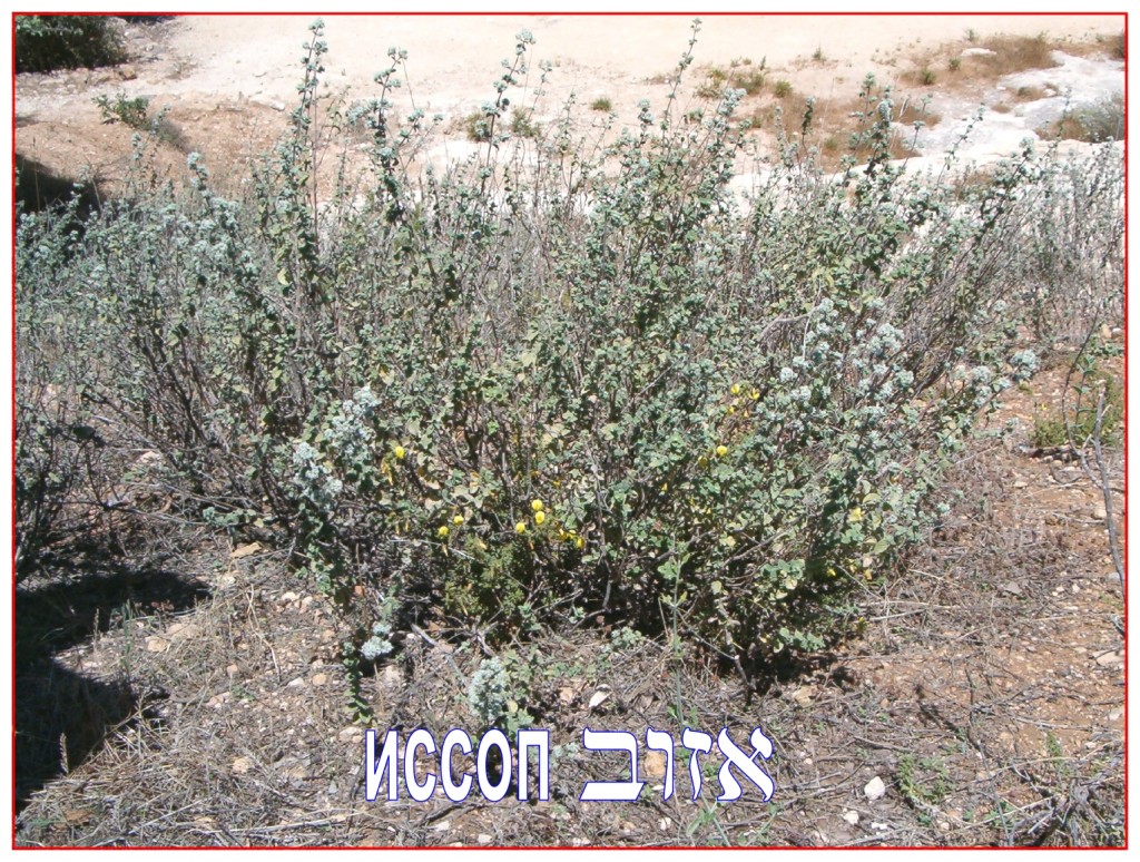 Иссоп можно найти как дикорастущие растение по всему Израиле