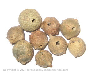 Galls shown after wasp hatched 
