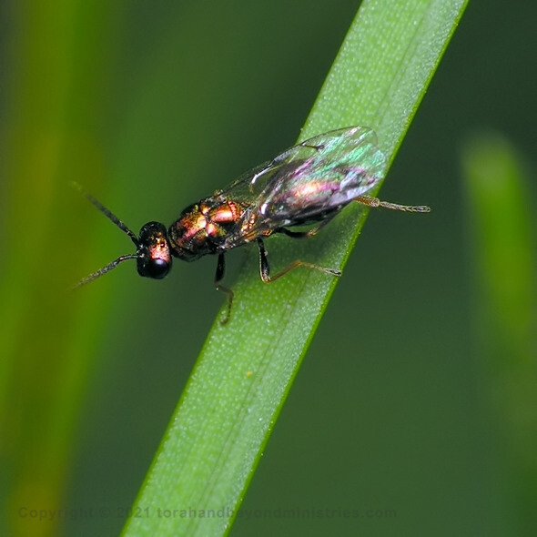 torymus sp gall wasp perched on a blade of grass