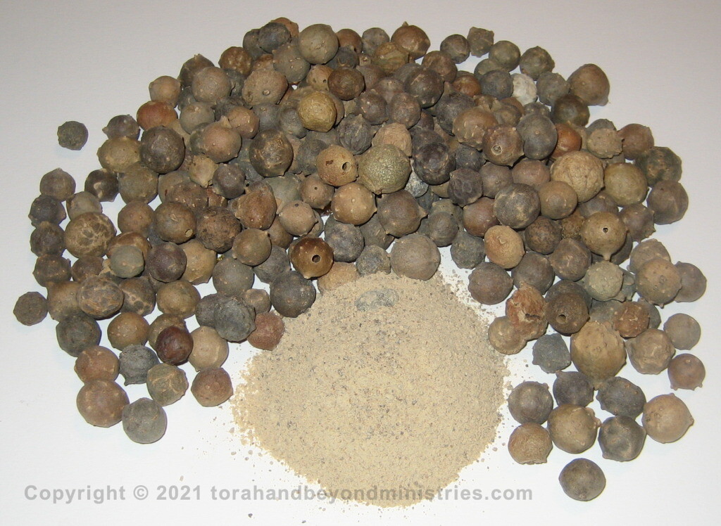 Kosher Ink Oak Galls -Afeitzim are used for kosher ink used in writing the Torah