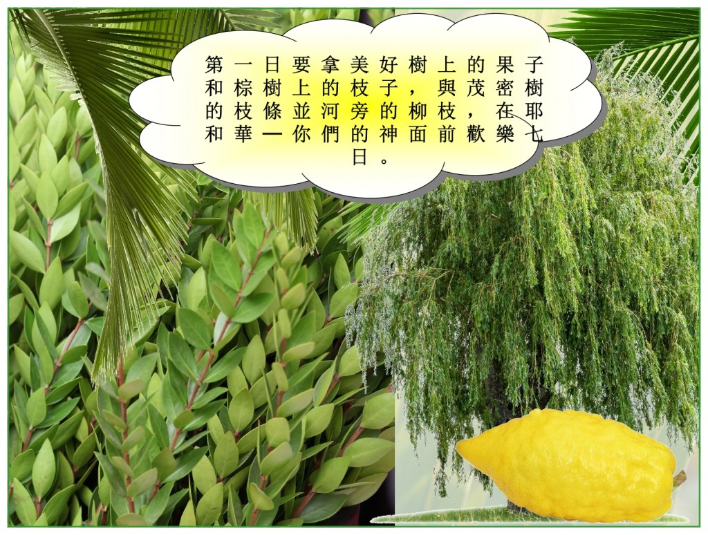 Feast of Tabernacles Chinese language Bible study Palm branches, willow branches myrtle branches Feast of Tabernacles