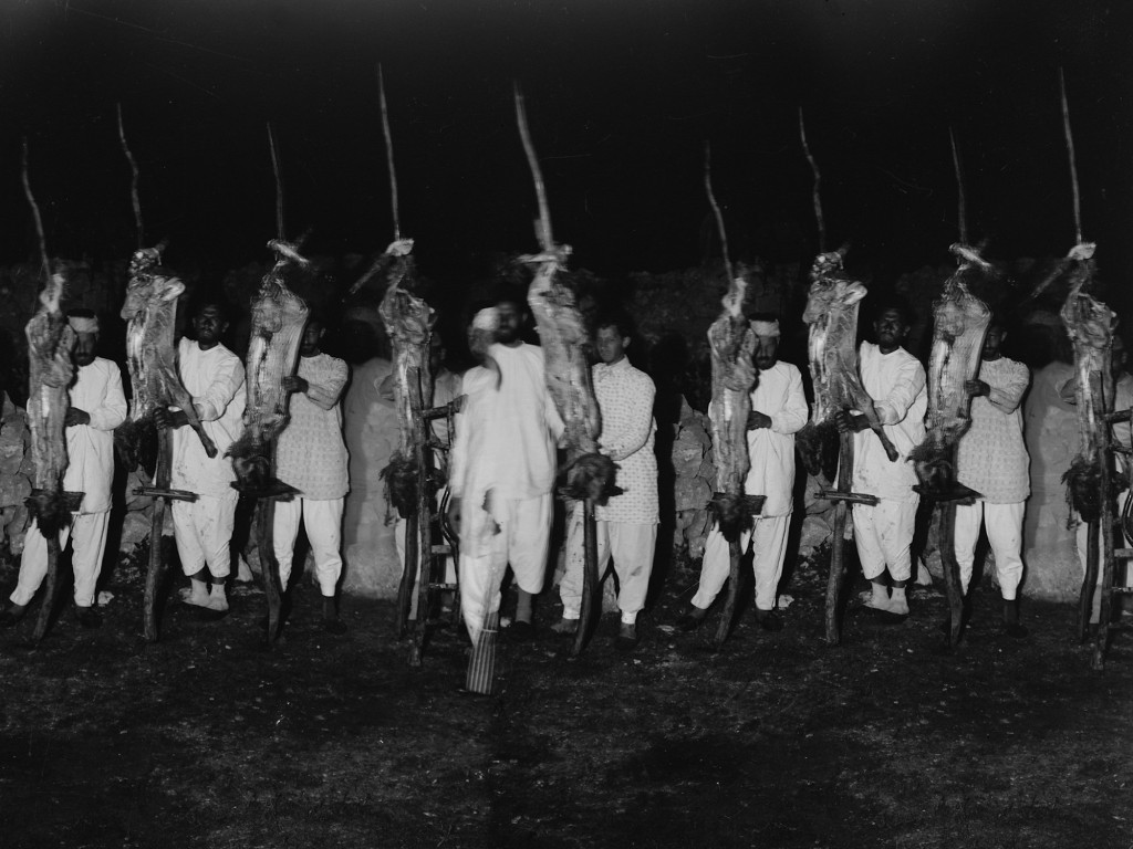Samaritan Passover, Lamb carcasses ready to roast Photo 1890
