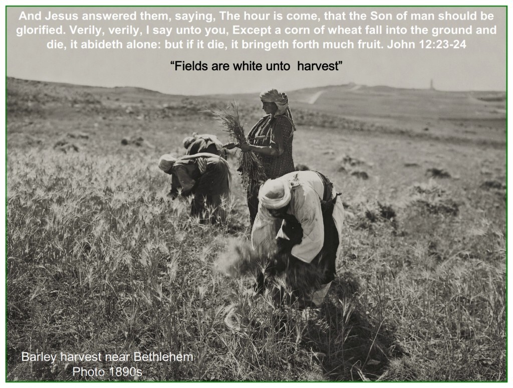 First fruits This is speaking about Jesus death and resurrection - Except a corn of wheat fall into the ground and die, it abideth alone: but if it die, it bringeth forth much fruit. John 12:24