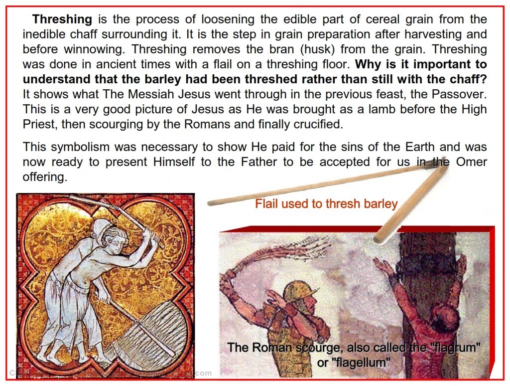 First fruits Threshing is the process of loosening the edible part of cereal grain from the inedible chaff surrounding it.