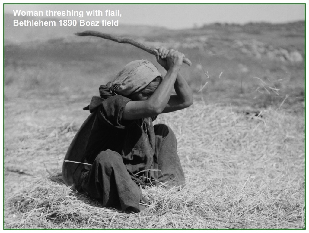 First fruits Threshing removed the grain from the head and loosens the chaff so the kernel can be seperated