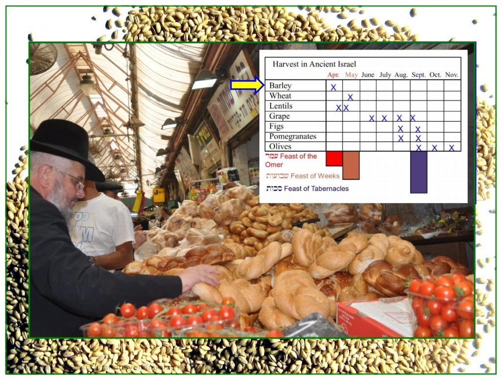 First fruits The harvest schedule in Israel showing correlation to the harvest and the Feasts of the Lord.