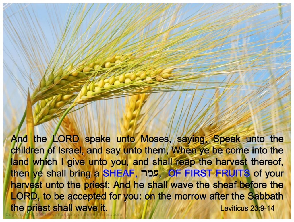 First fruits The Feast of First Fruits in Leviticus 23 is centered around the barley harvest