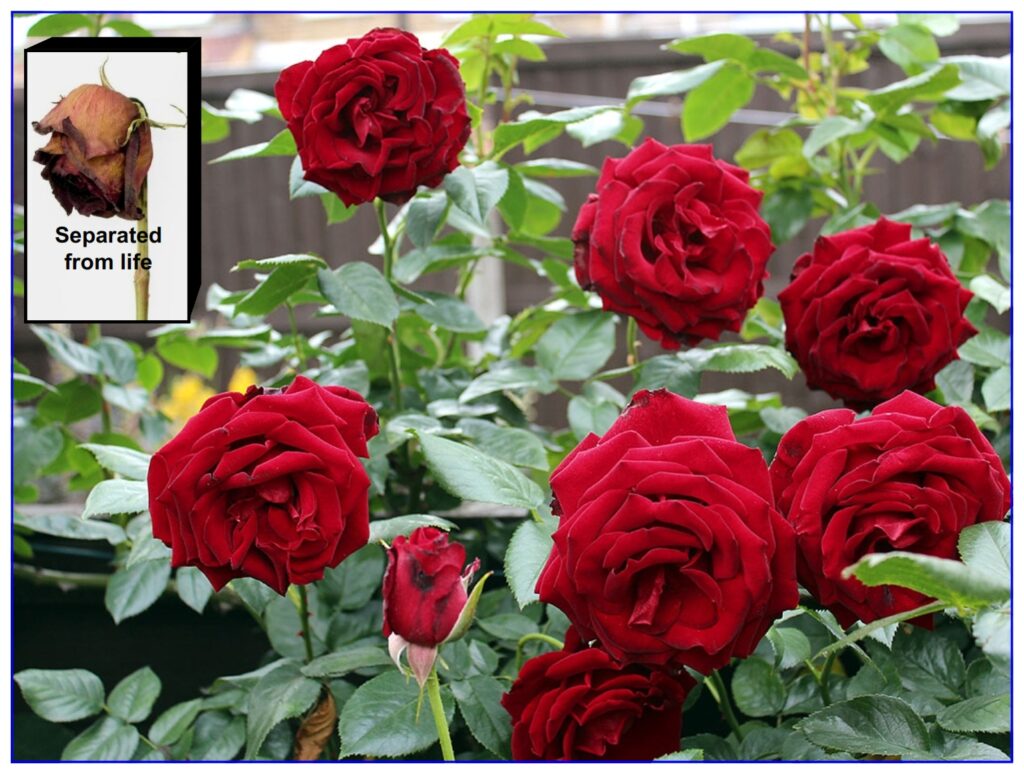 A rose will retain its beauty and smell for only so long after it has been separated from the parent plant. This is an example of mankind after being separated from life, God.
