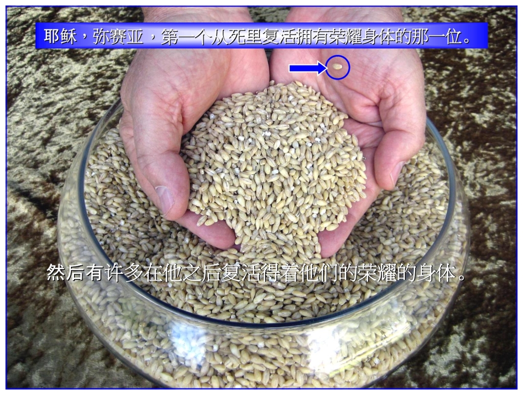 Within the Omer are many pieces of grain, Christ was the first to rise from the dead