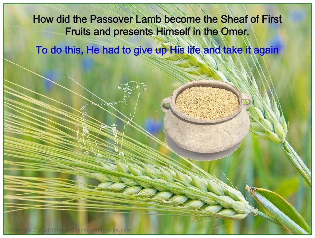 First fruits In the fulfillment of this feast, the Passover lamb became the sheaf of the first fruits.