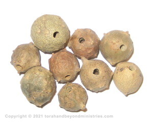 Kosher Ink Galls shown after wasp hatched