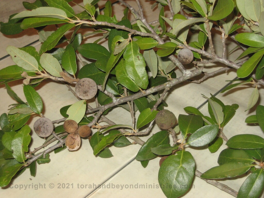 Kosher Ink Galls found in central Texas are reddish in color and hollow