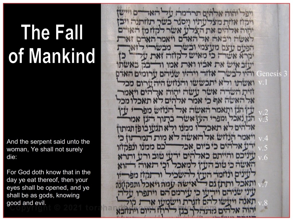 Darkness The fall of mankind is seen in this Torah Scroll written in Morocco on goat skin 1800s Genesis 3:1-8.